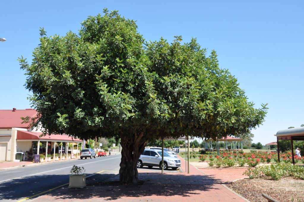 Lyndoch, Barossa Valley, South Australia.