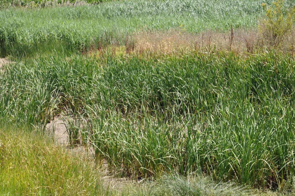Lyndoch, Barossa Valley, South Australia.