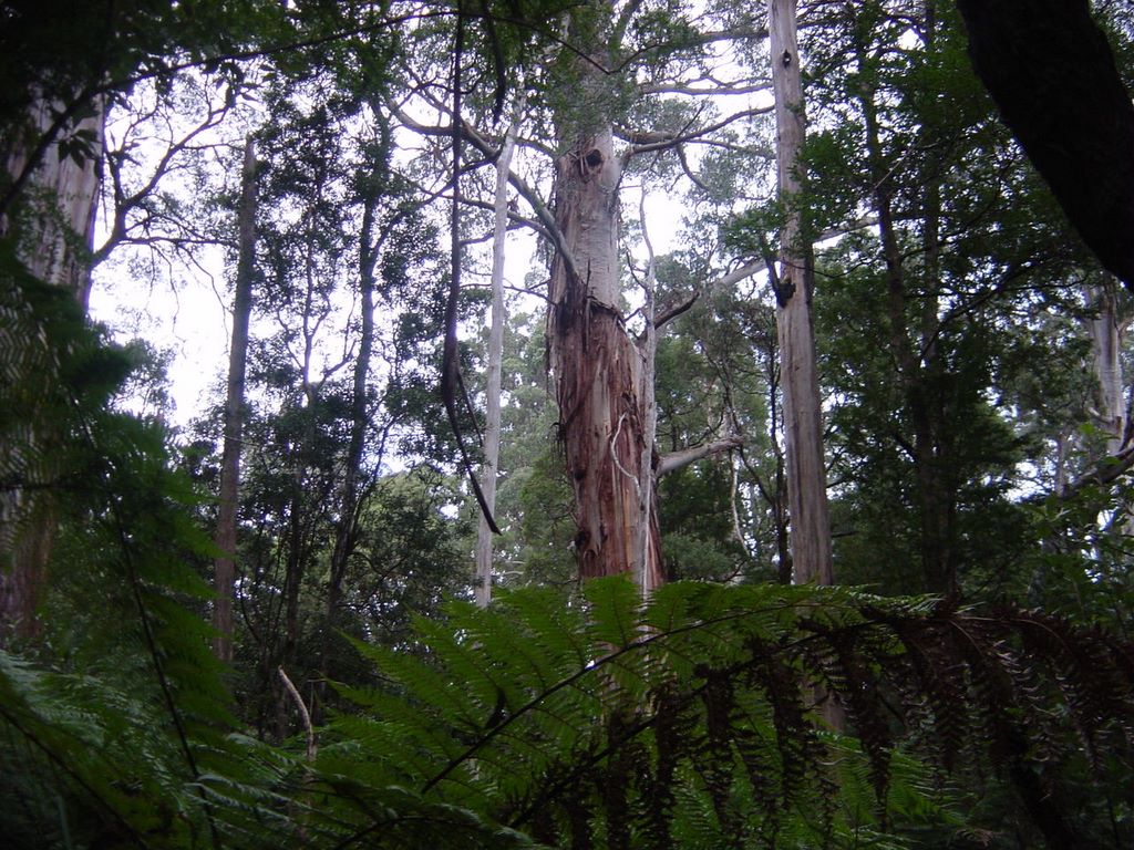 Apollo Bay, along the Great Ocean Road, part of Victoria's shipwreck coast.