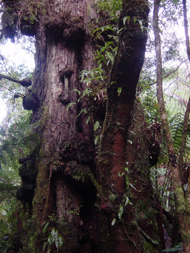 Apollo Bay, along the Great Ocean Road, part of Victoria's shipwreck coast.