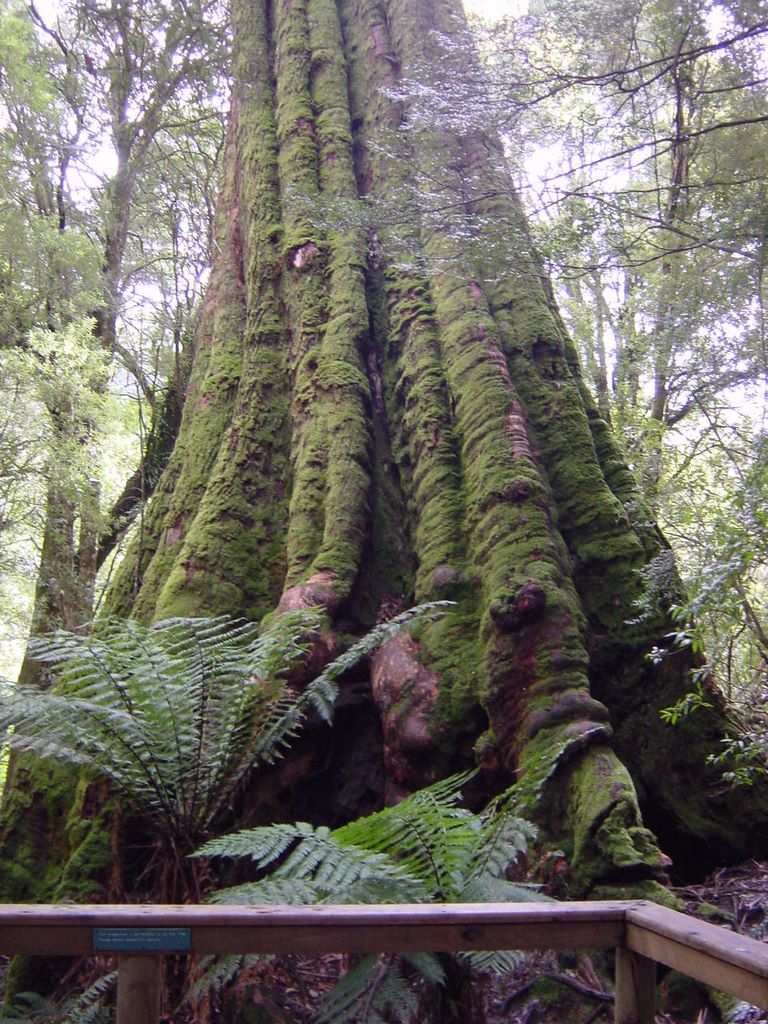 Apollo Bay, along the Great Ocean Road, part of Victoria's shipwreck coast.