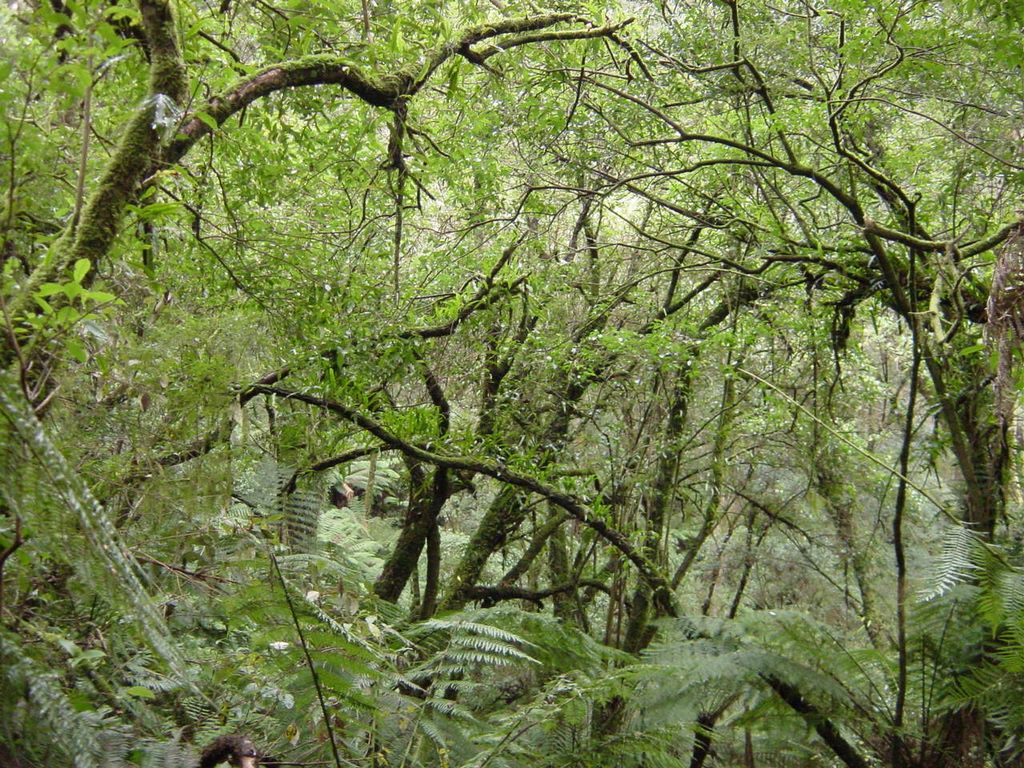 Apollo Bay, along the Great Ocean Road, part of Victoria's shipwreck coast.