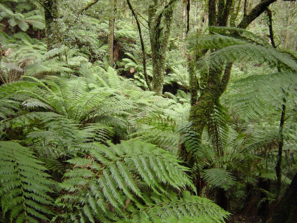 Apollo Bay, along the Great Ocean Road, part of Victoria's shipwreck coast.
