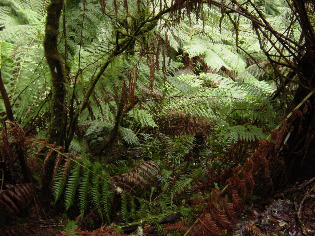 Apollo Bay, along the Great Ocean Road, part of Victoria's shipwreck coast.