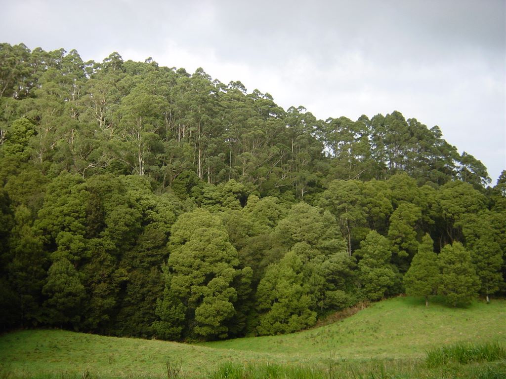 Apollo Bay, along the Great Ocean Road, part of Victoria's shipwreck coast.