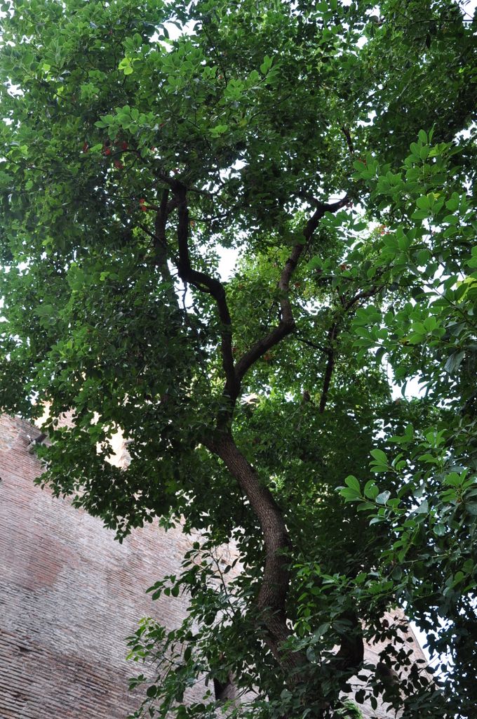 The Aurelian Walls, Rome, Italy.