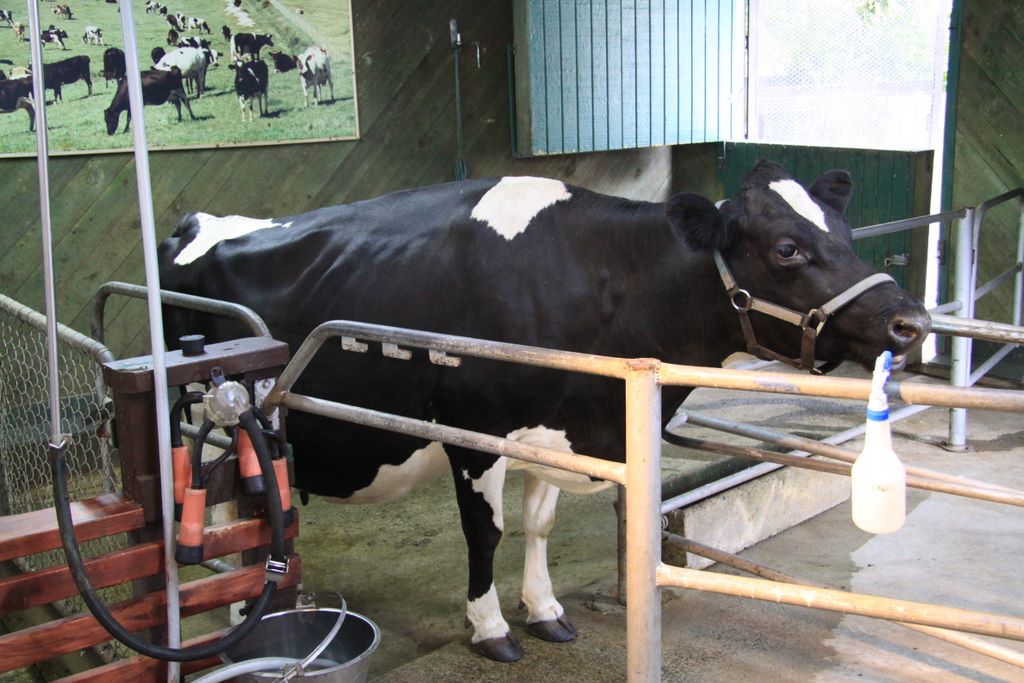 The Argodome, Rotorua, New Zealand