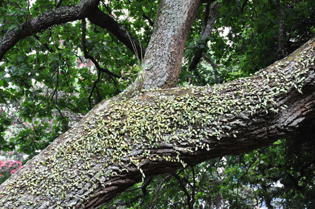 Albert Park, Auckland, New Zealand.