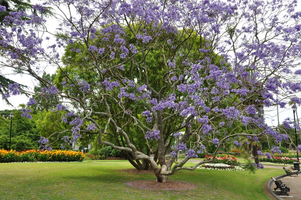 Albert Park, Auckland, New Zealand.
