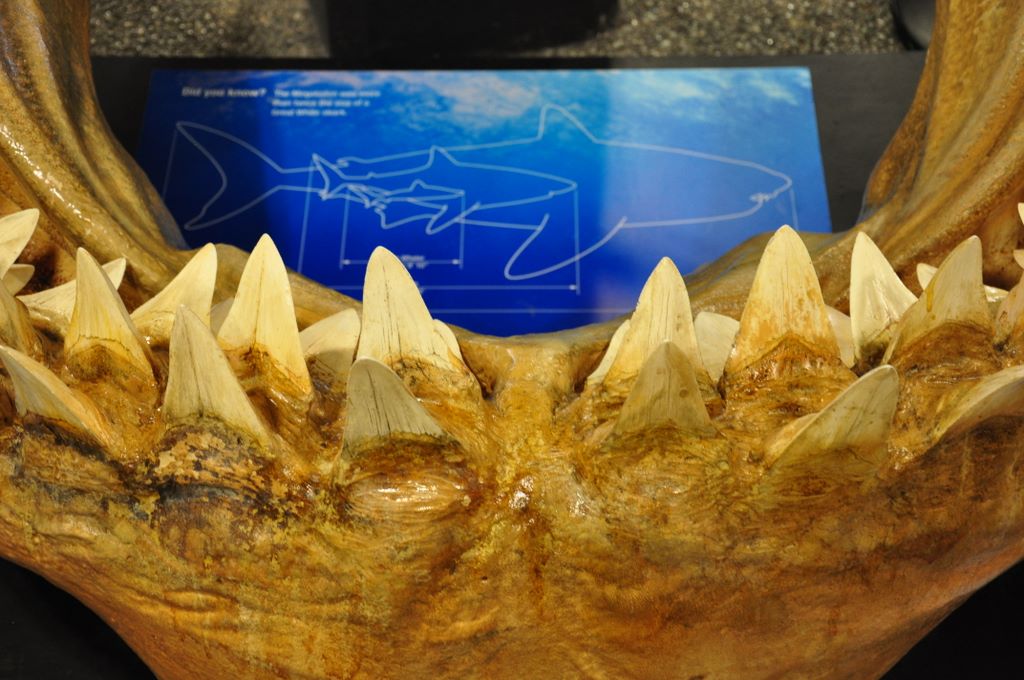 Kelly Tarlton's Antarctic Encounter & Underwater World