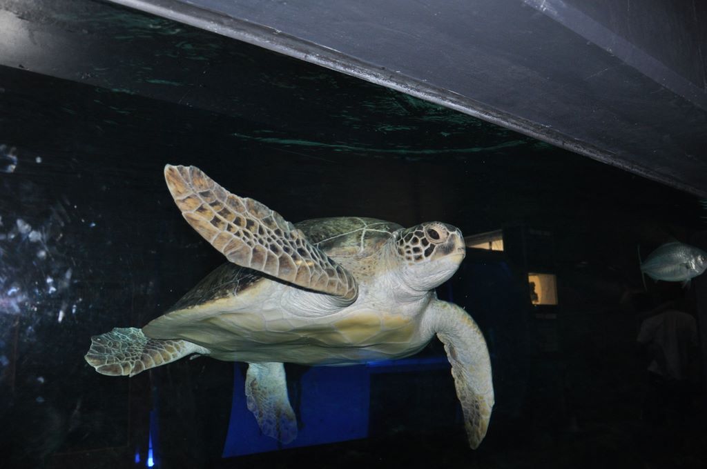 Kelly Tarlton's Antarctic Encounter & Underwater World