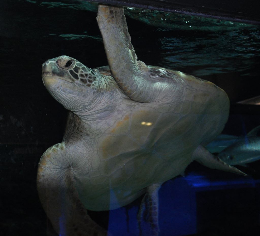 Kelly Tarlton's Antarctic Encounter & Underwater World