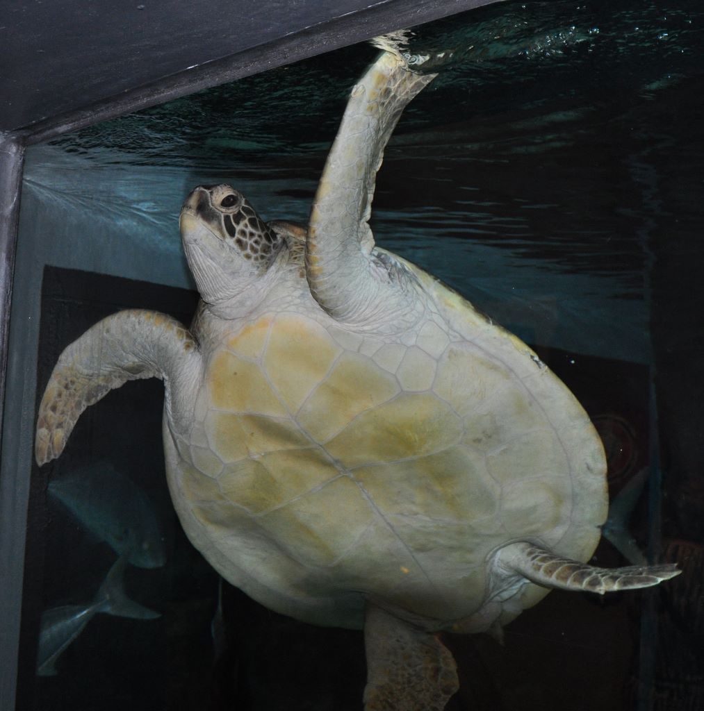 Kelly Tarlton's Antarctic Encounter & Underwater World