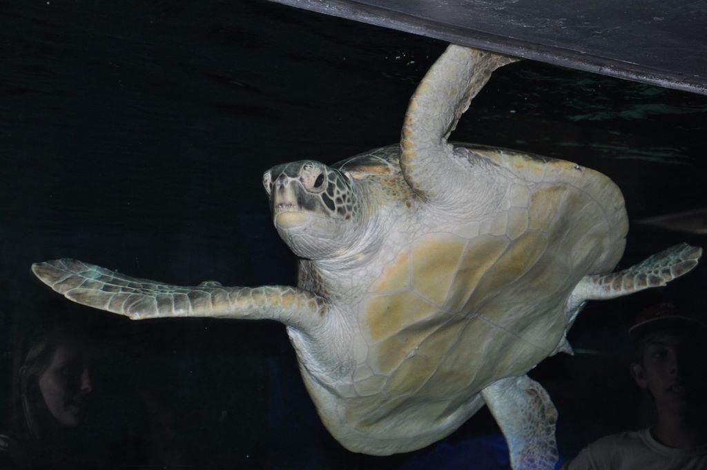 Kelly Tarlton's Antarctic Encounter & Underwater World