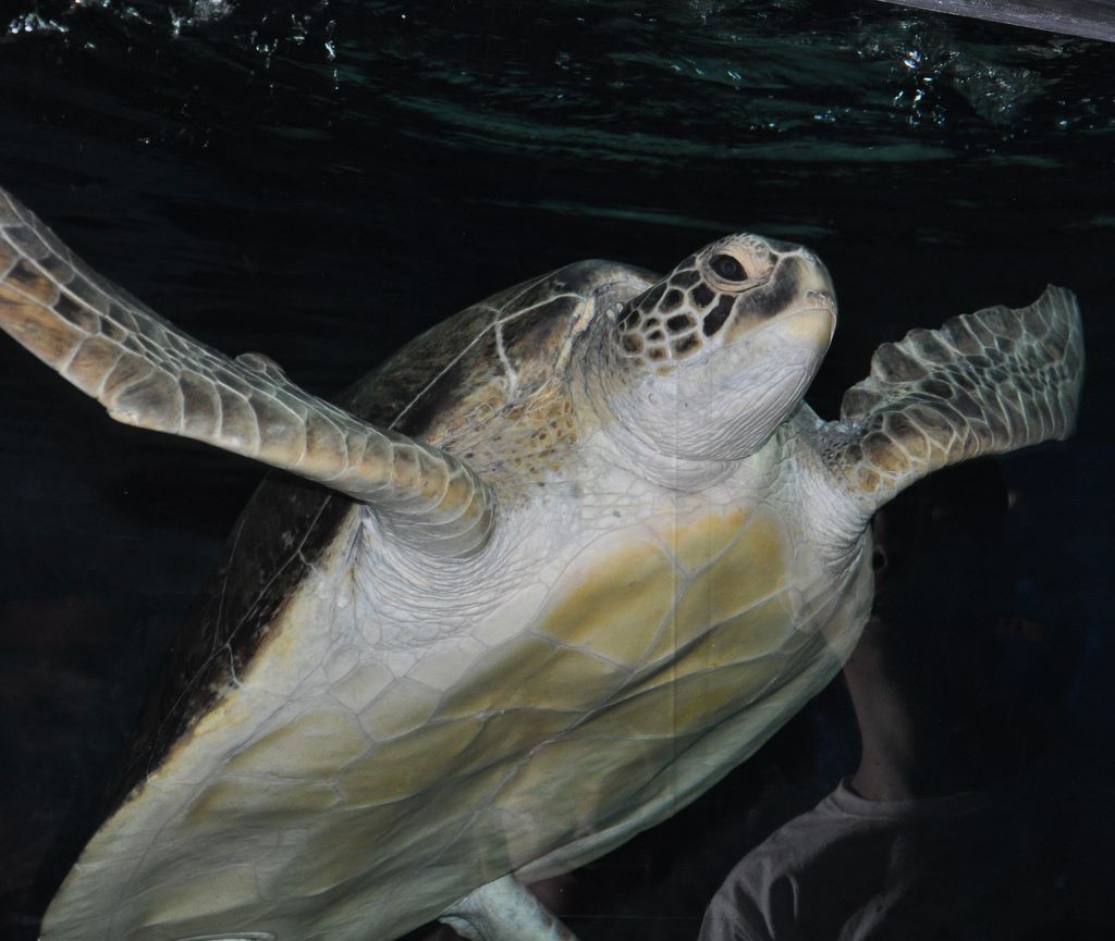 Kelly Tarlton's Antarctic Encounter & Underwater World