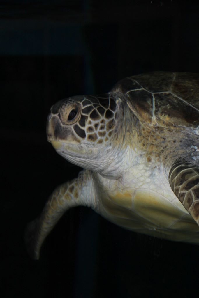 Kelly Tarlton's Antarctic Encounter & Underwater World