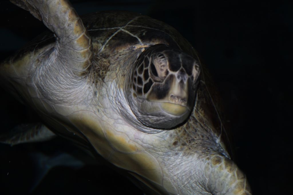 Kelly Tarlton's Antarctic Encounter & Underwater World