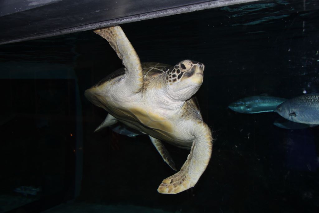 Kelly Tarlton's Antarctic Encounter & Underwater World