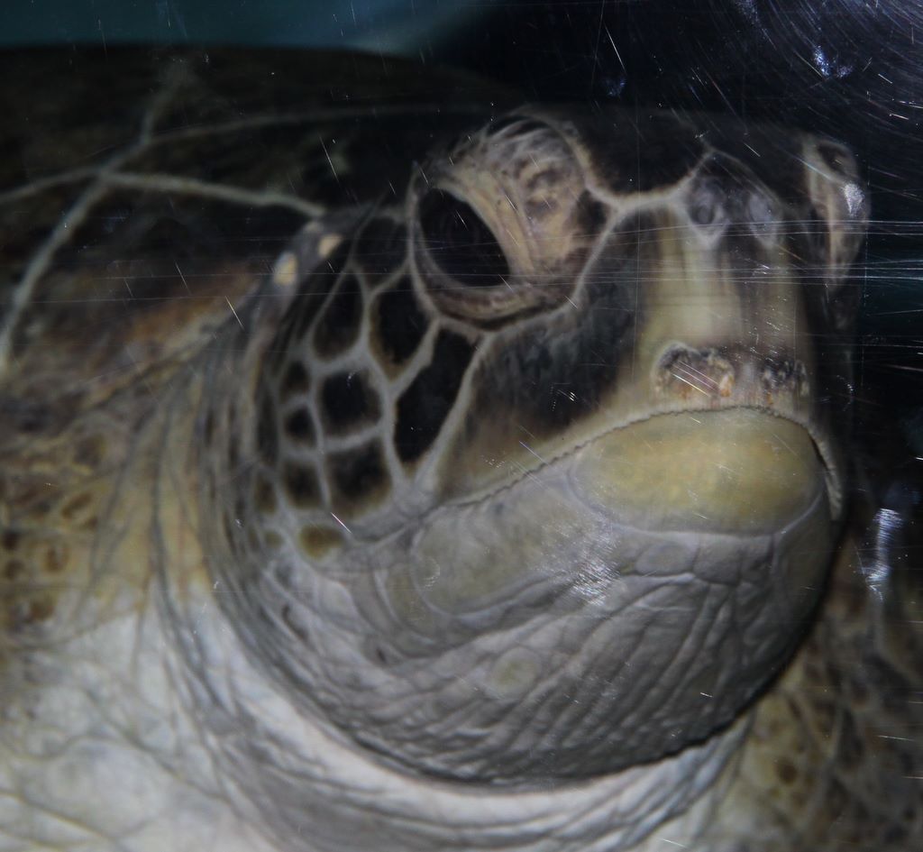 Kelly Tarlton's Antarctic Encounter & Underwater World