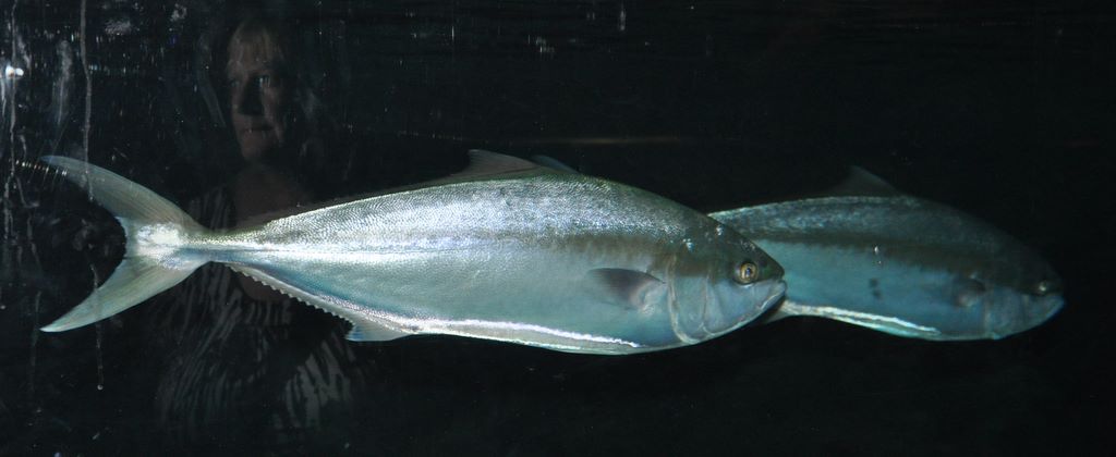 Kelly Tarlton's Antarctic Encounter & Underwater World