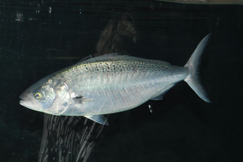 Kelly Tarlton's Antarctic Encounter & Underwater World