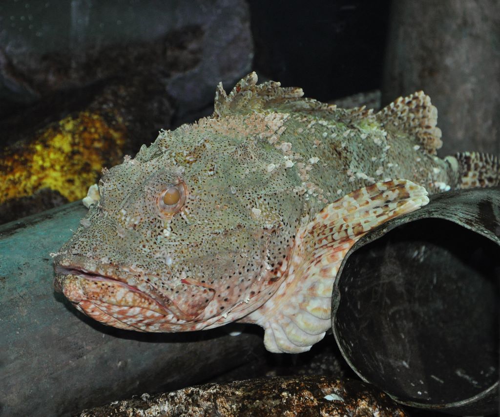 Kelly Tarlton's Antarctic Encounter & Underwater World