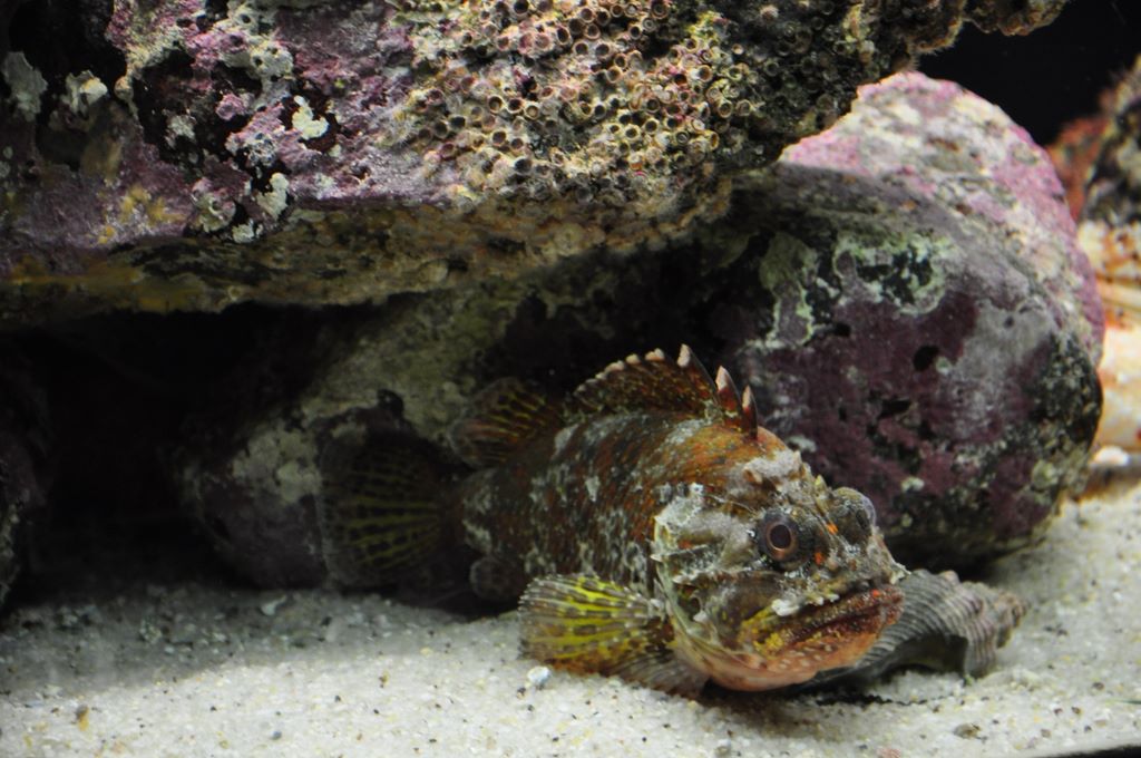 Kelly Tarlton's Antarctic Encounter & Underwater World