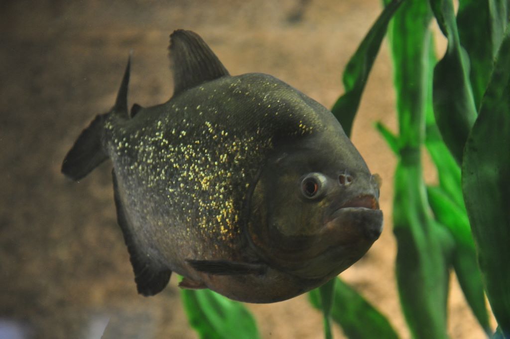 Kelly Tarlton's Antarctic Encounter & Underwater World