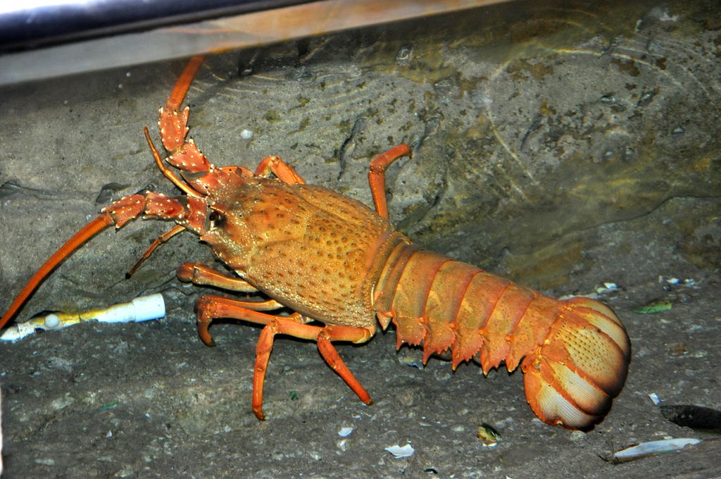 Kelly Tarlton's Antarctic Encounter & Underwater World