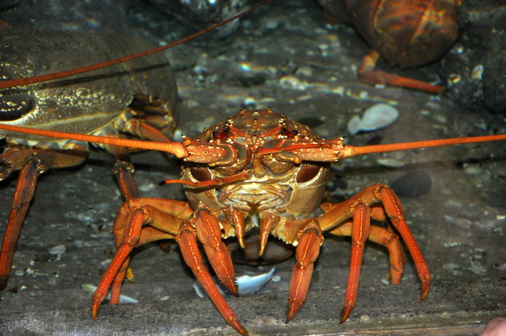 Kelly Tarlton's Antarctic Encounter & Underwater World