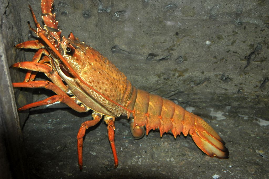 Kelly Tarlton's Antarctic Encounter & Underwater World