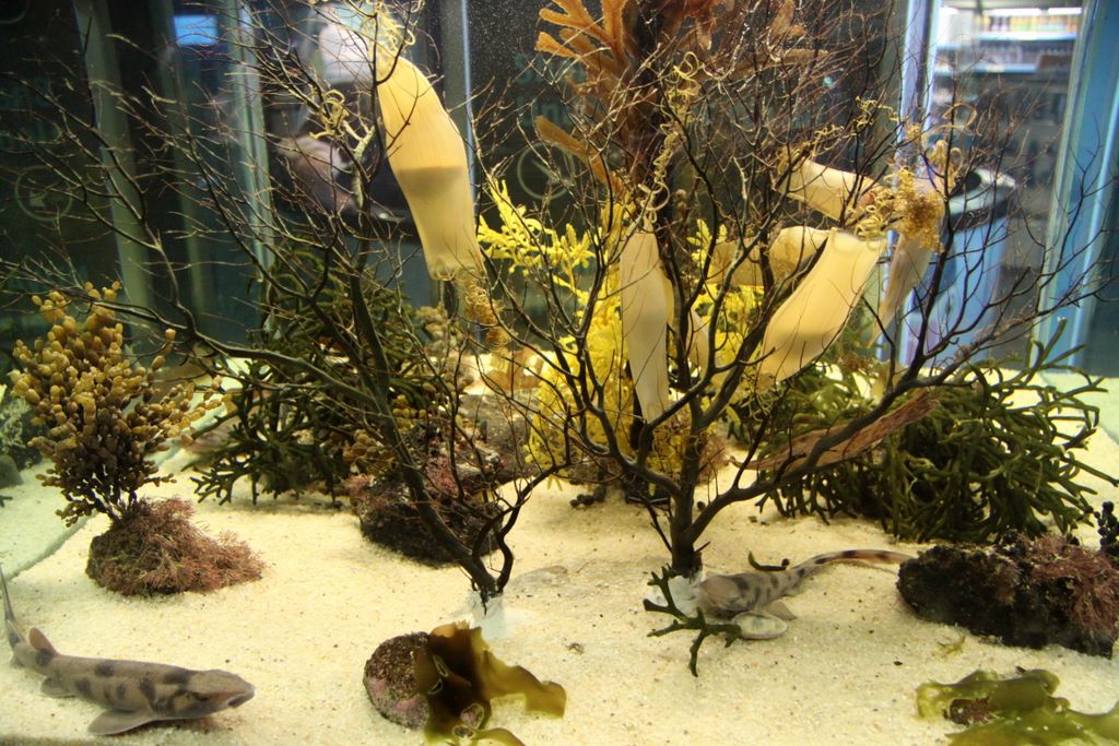 Kelly Tarlton's Antarctic Encounter & Underwater World