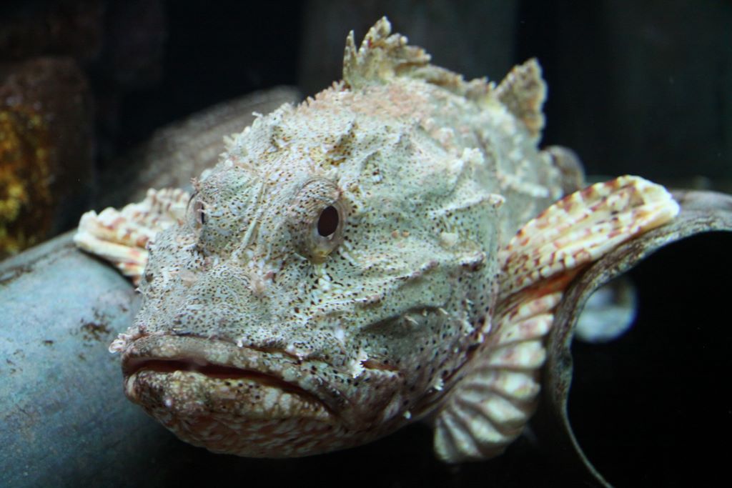 Kelly Tarlton's Antarctic Encounter & Underwater World