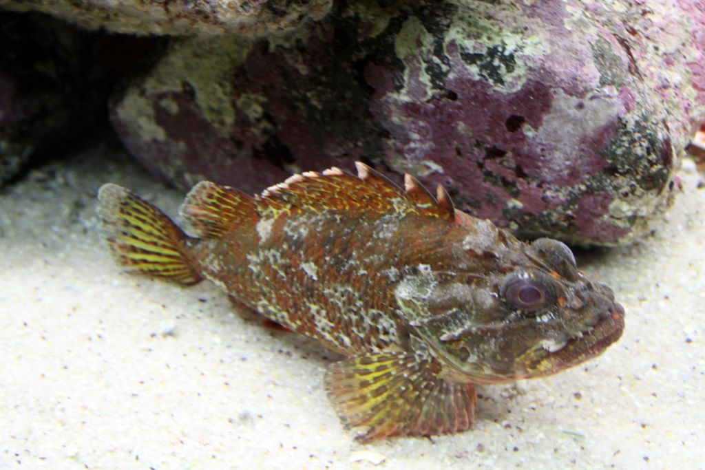 Kelly Tarlton's Antarctic Encounter & Underwater World