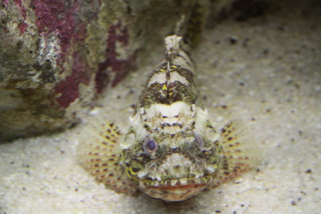 Kelly Tarlton's Antarctic Encounter & Underwater World