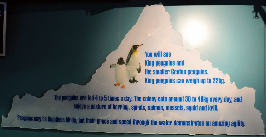 Penguins at Kelly Tarlton's Antarctic Encounter & Underwater World