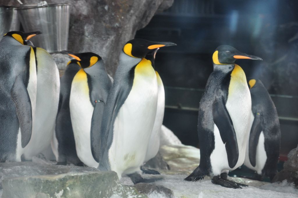 Penguins at Kelly Tarlton's Antarctic Encounter & Underwater World