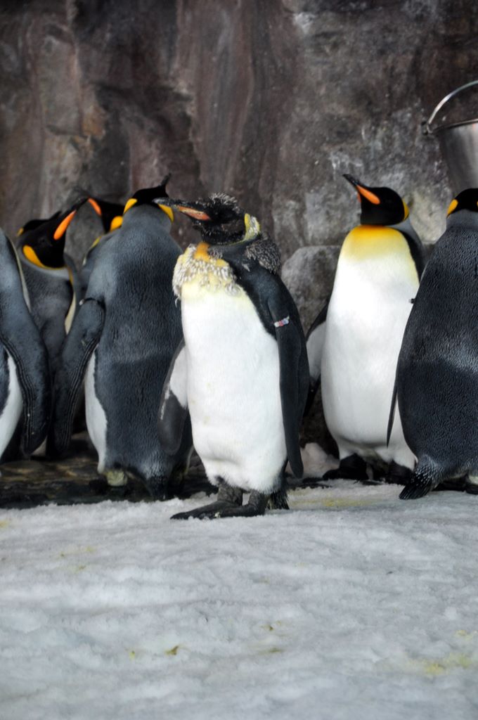 Penguins at Kelly Tarlton's Antarctic Encounter & Underwater World