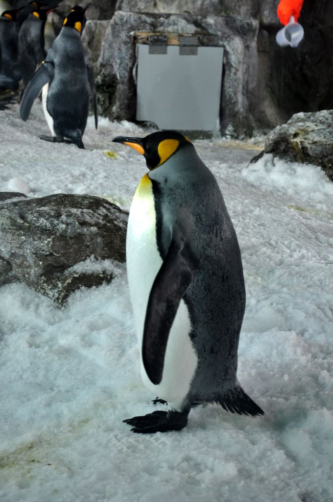 Penguins at Kelly Tarlton's Antarctic Encounter & Underwater World