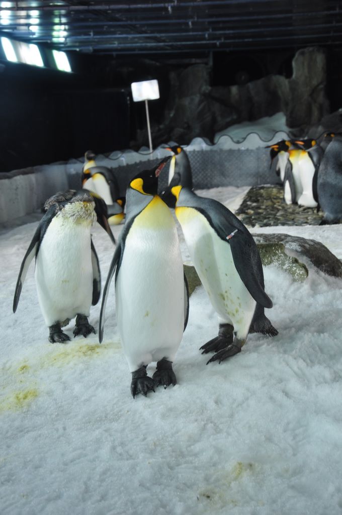 Penguins at Kelly Tarlton's Antarctic Encounter & Underwater World