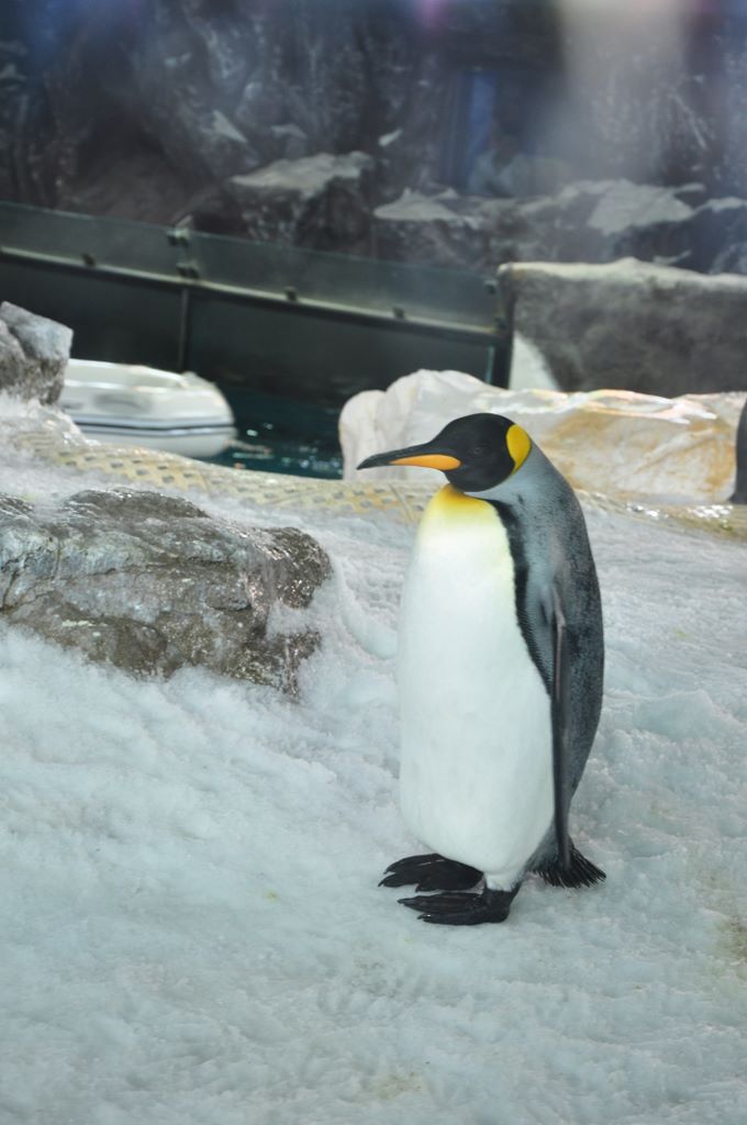 Penguins at Kelly Tarlton's Antarctic Encounter & Underwater World