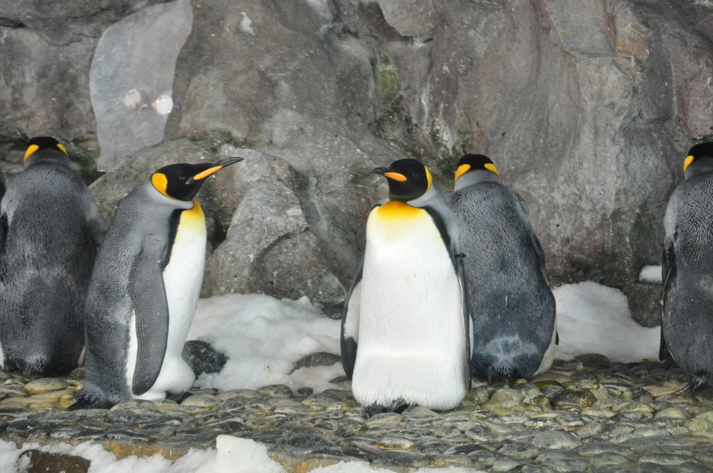 Penguins at Kelly Tarlton's Antarctic Encounter & Underwater World