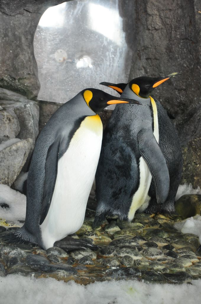 Penguins at Kelly Tarlton's Antarctic Encounter & Underwater World
