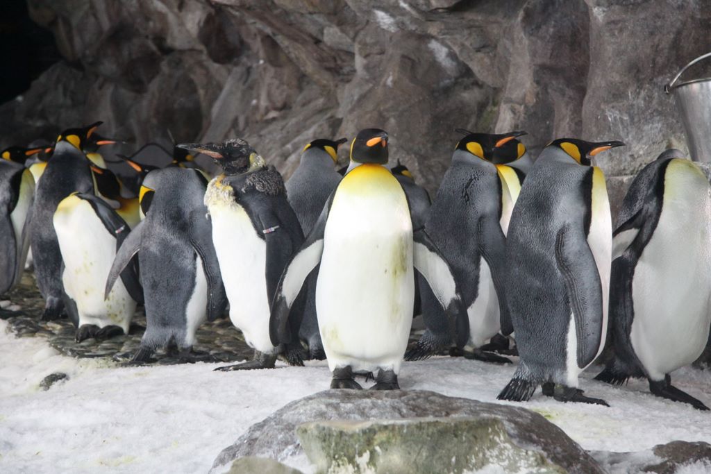 Penguins at Kelly Tarlton's Antarctic Encounter & Underwater World