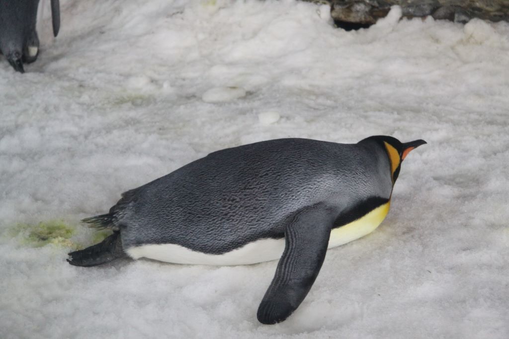 Penguins at Kelly Tarlton's Antarctic Encounter & Underwater World