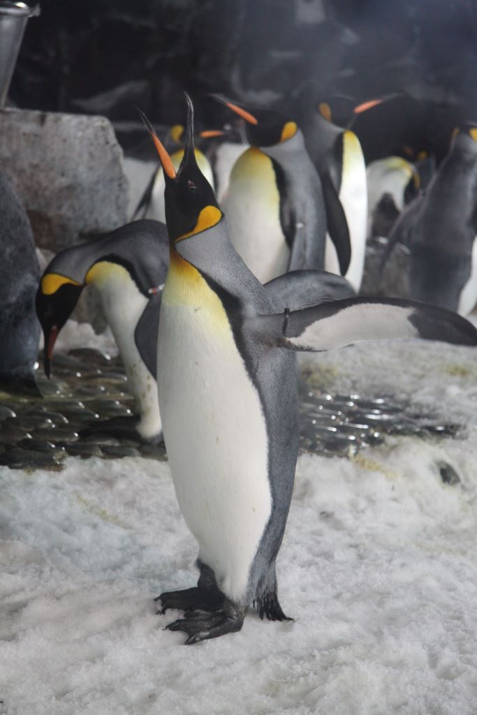 Penguins at Kelly Tarlton's Antarctic Encounter & Underwater World