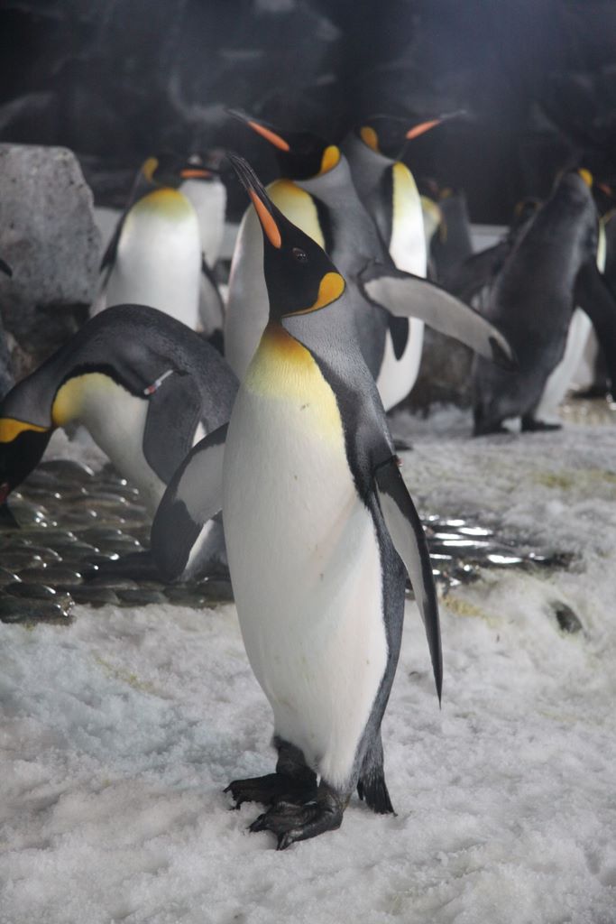Penguins at Kelly Tarlton's Antarctic Encounter & Underwater World