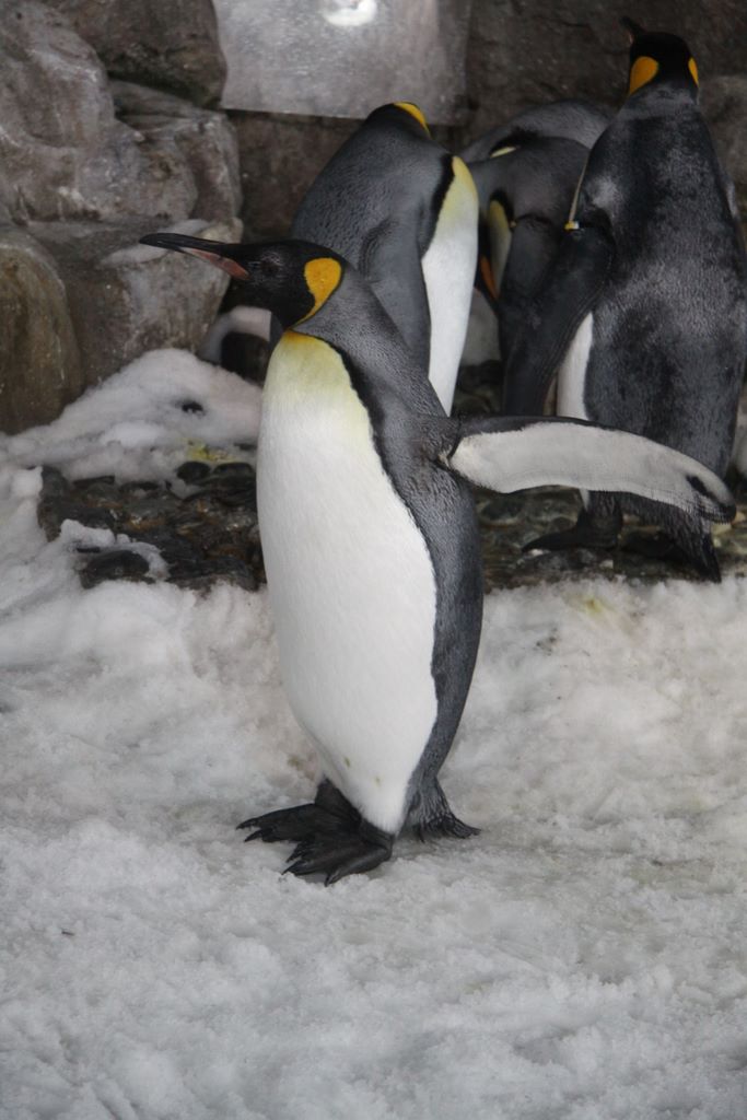 Penguins at Kelly Tarlton's Antarctic Encounter & Underwater World