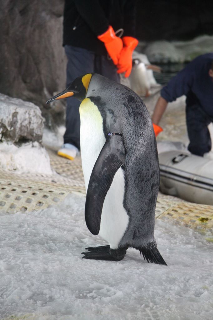 Penguins at Kelly Tarlton's Antarctic Encounter & Underwater World