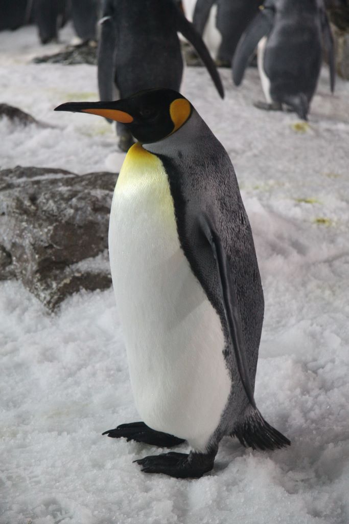Penguins at Kelly Tarlton's Antarctic Encounter & Underwater World